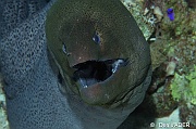 Gymnothorax javanicus Murene de java-St Johns Dangerous reef-25m-20121022-Denis-ADER-DSC_2394_tn